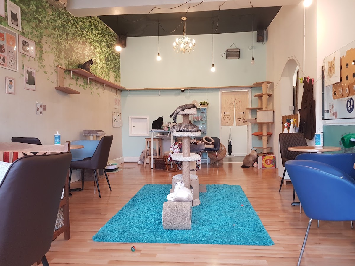 Catpawcino Cat Cafe