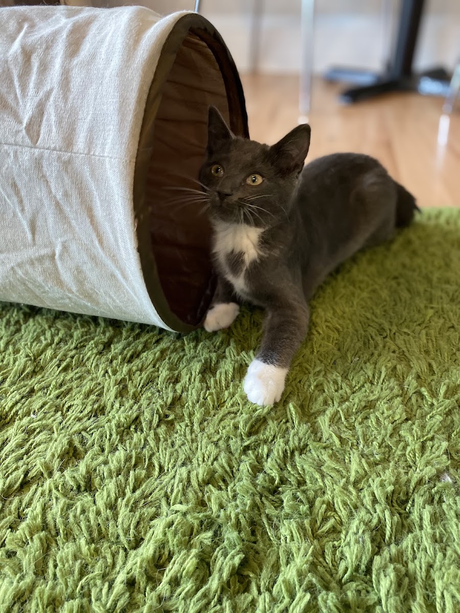 Catpawcino Cat Cafe-4