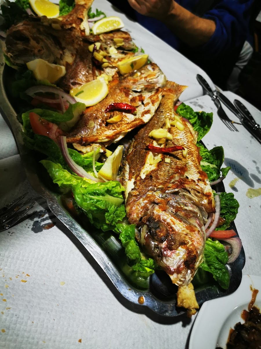 Cocodrilo-5
