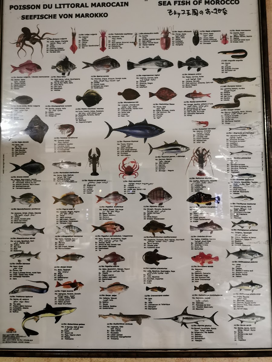Menu Cocodrilo-6