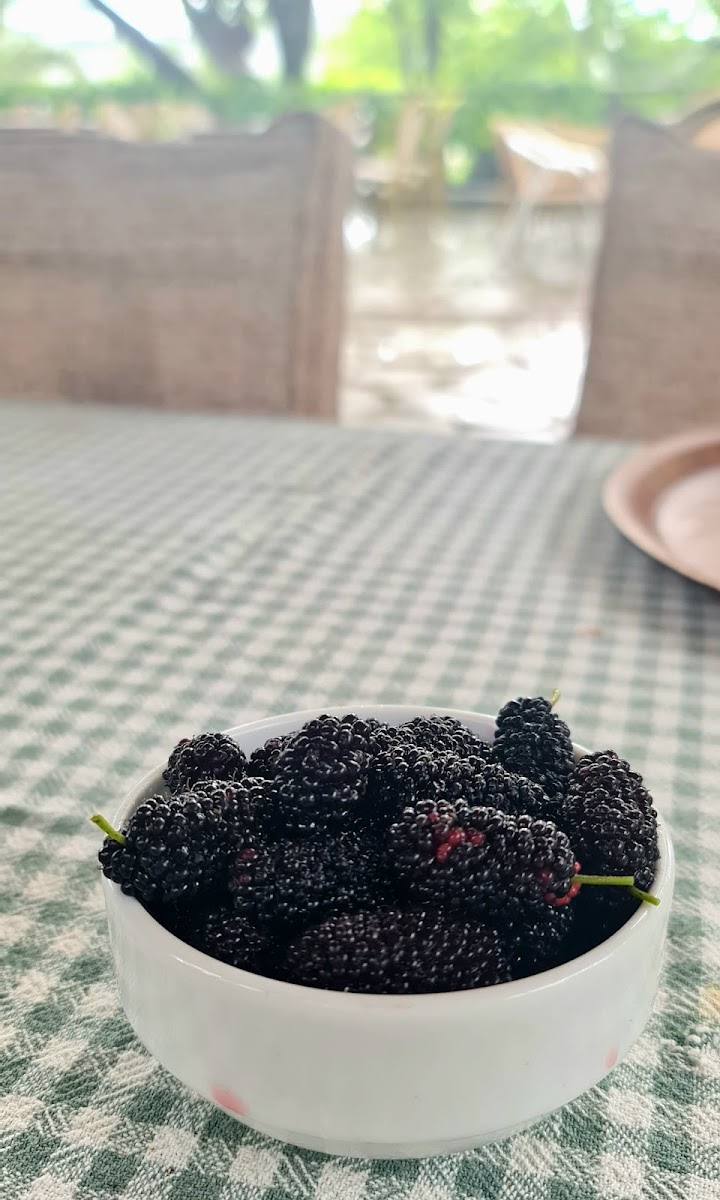 Ekotepe Ekolojik Yaşam Çiftliği-8