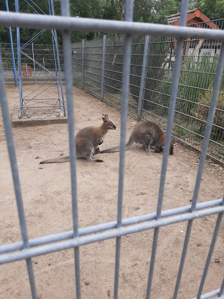 Gaststätte Vogelpark-4