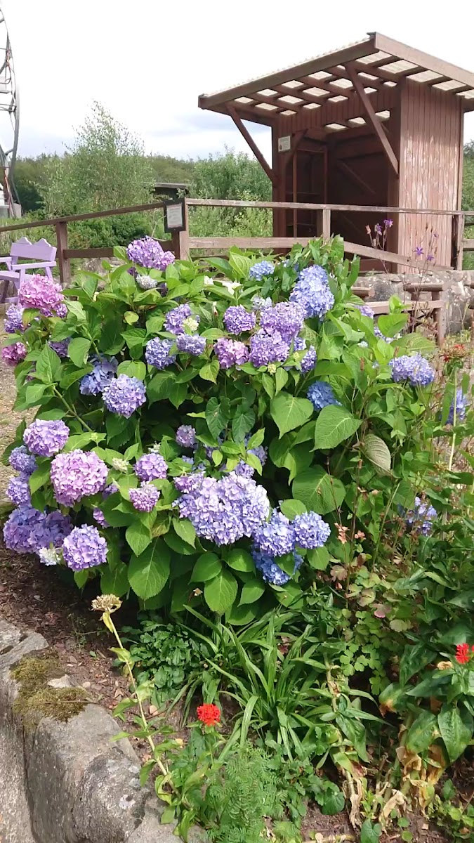 Hillesgarden-2
