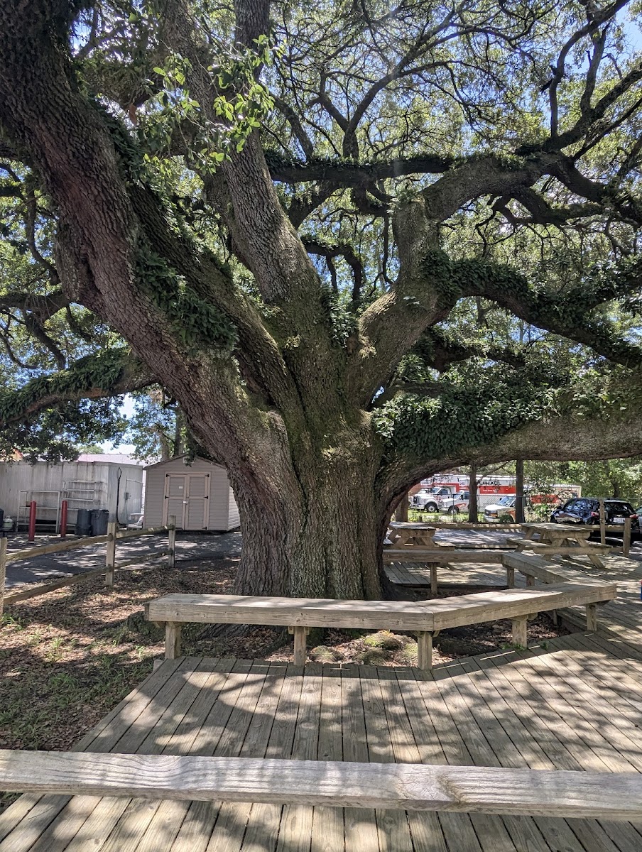 Jackson's Big Oak Barbecue-4