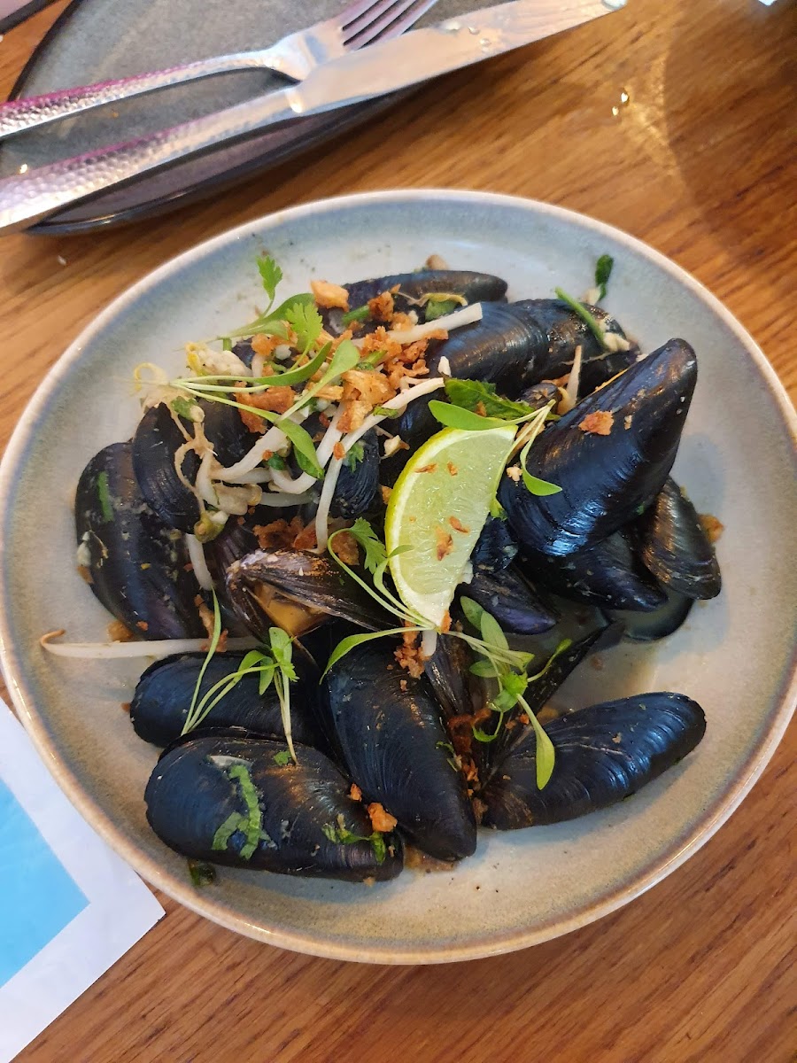 Lazy Lobster Chew Magna-8