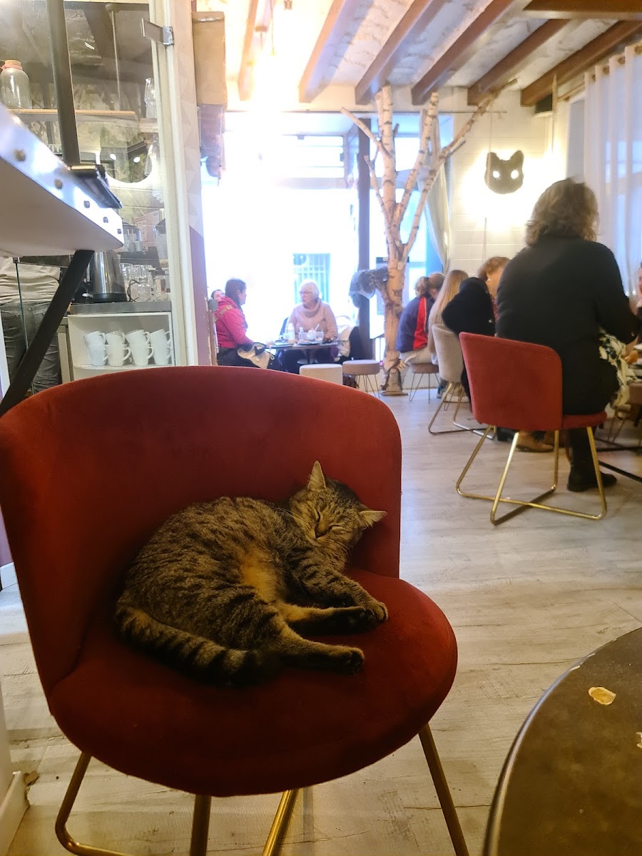 Mia House Bar À Chats-3