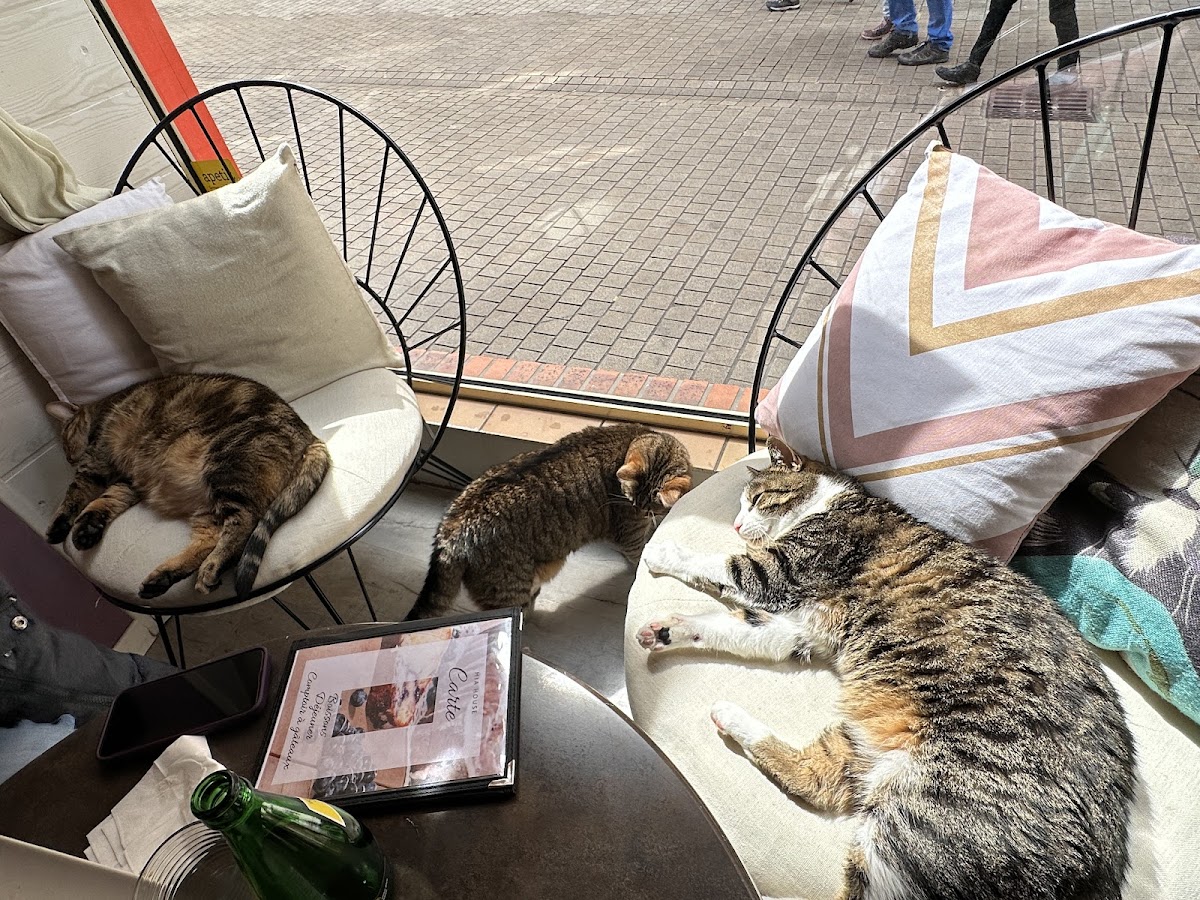 Mia House Bar À Chats-4