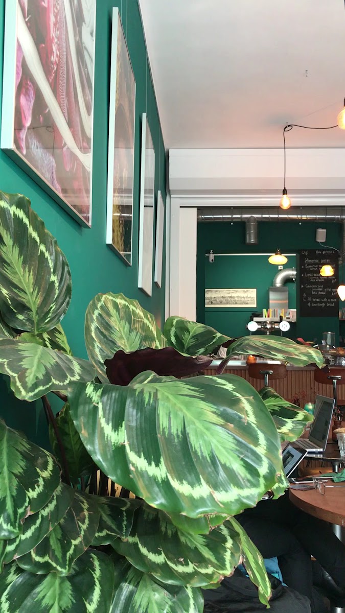 Mina Gallery & Cafe-2