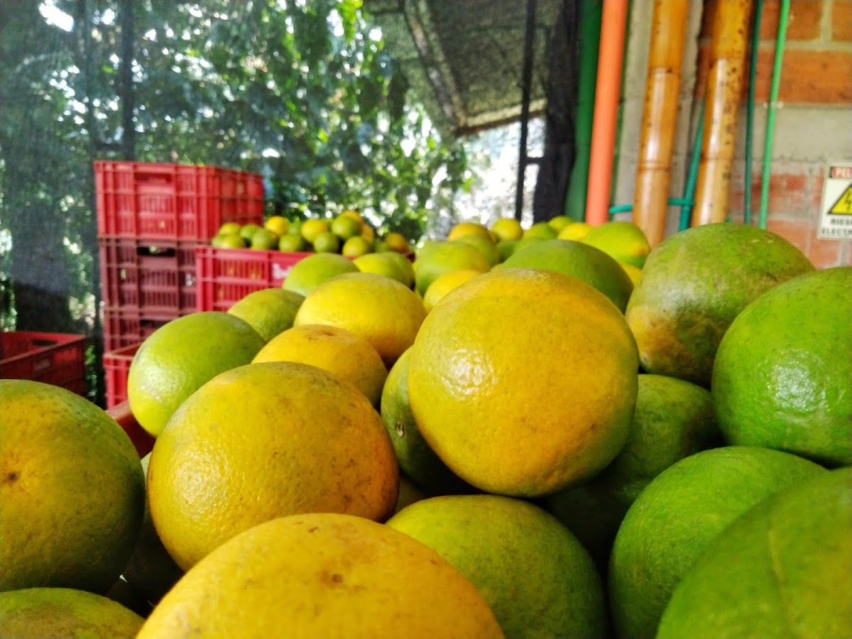 Naranja Dulce - Golconda-4