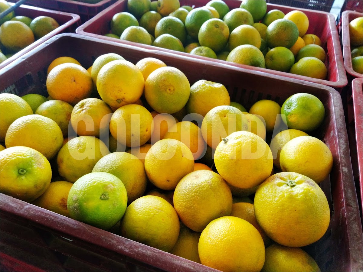 Naranja Dulce - Golconda-7