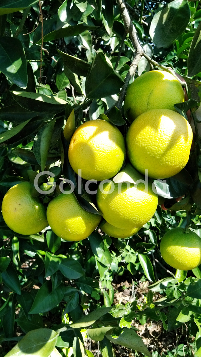 Naranja Dulce - Golconda-8