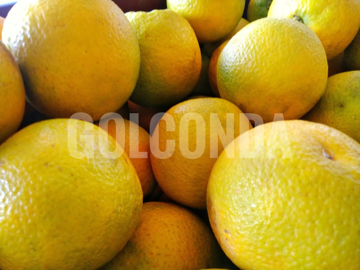 Naranja Dulce - Golconda-9