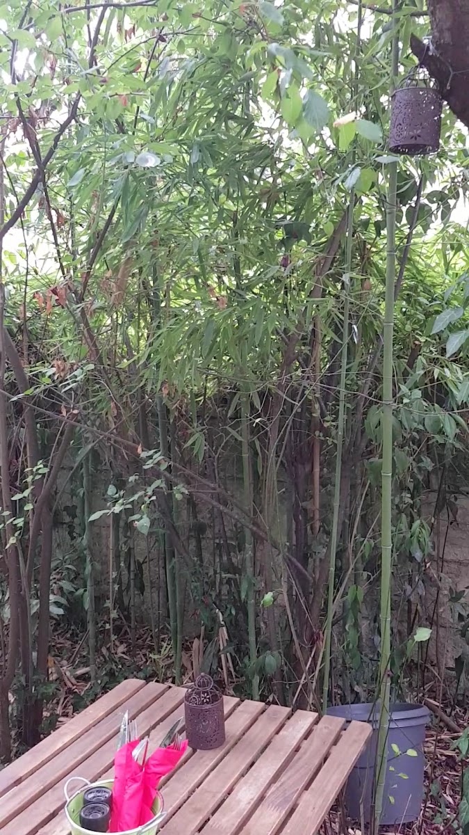 O P'tit Jardin-2