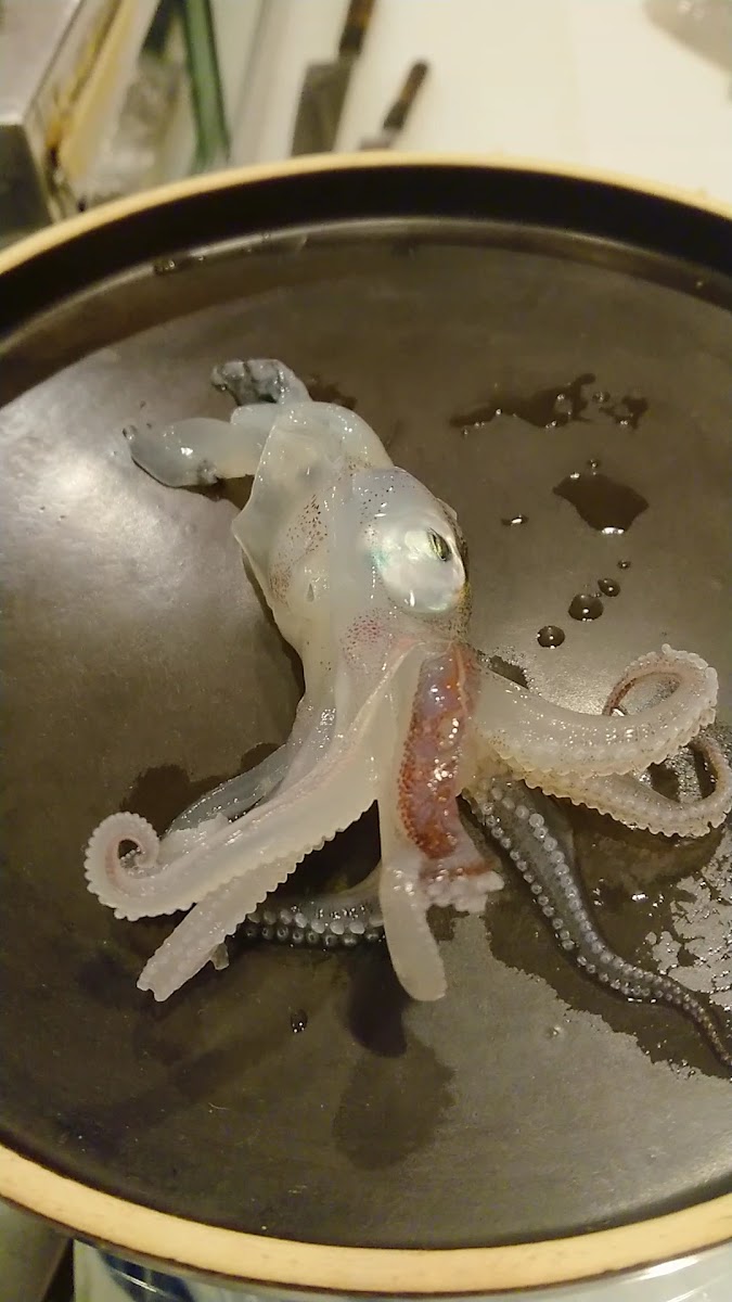 Sai Kaku Sushi-2