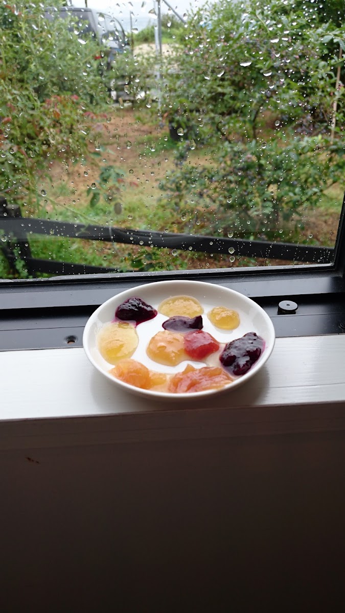 Setouchi Jams Garden-10