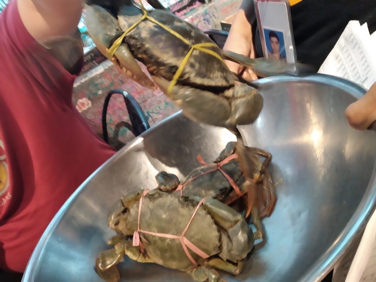 Shell Out® Publika-9