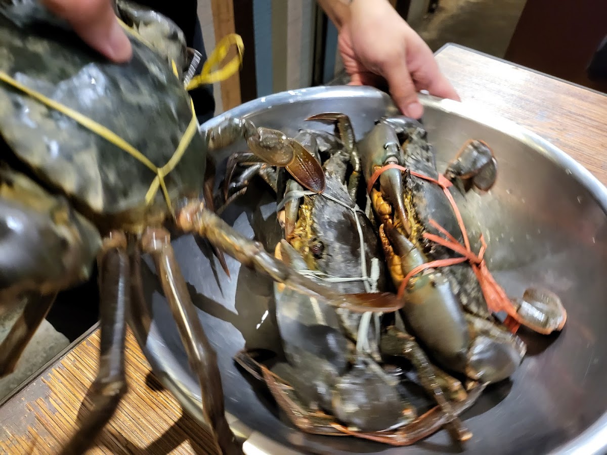 Shell Out® Publika-8