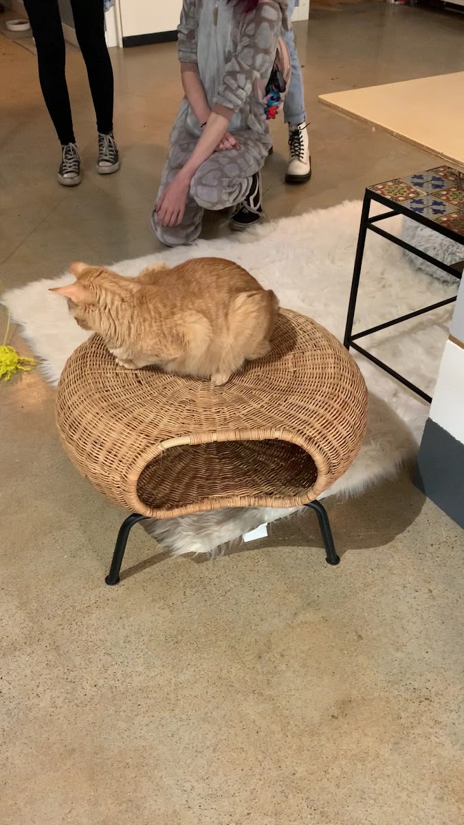 Whiskers Cat Cafe & Coffeehouse-2