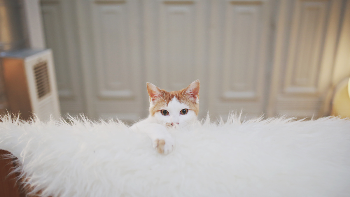 Whiskers Cat Cafe & Coffeehouse-4