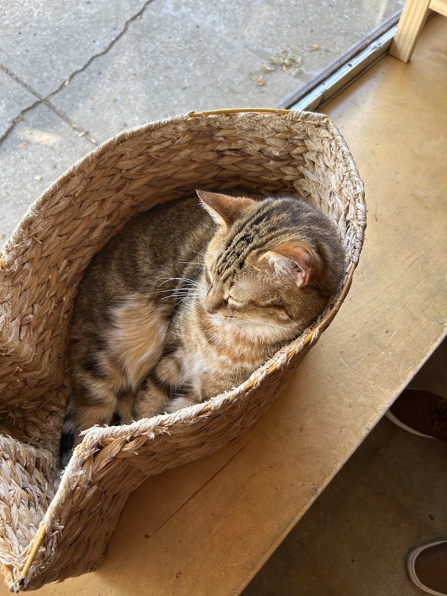 Whiskers Cat Cafe & Coffeehouse-6