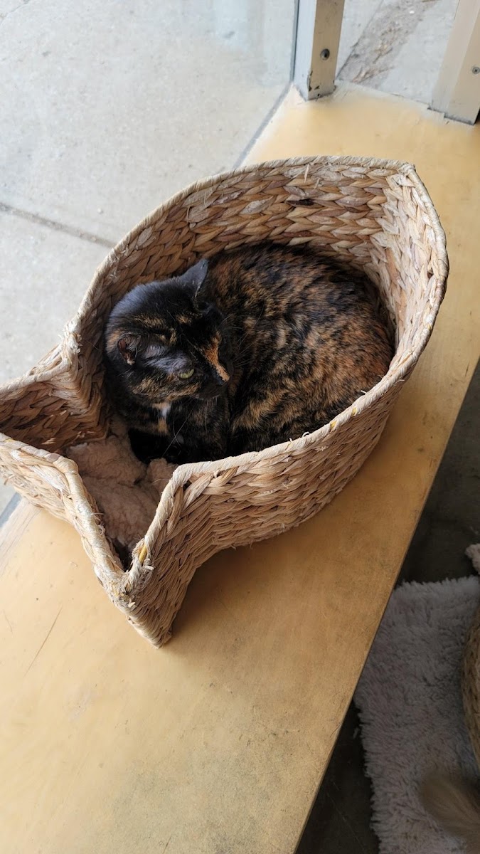 Whiskers Cat Cafe & Coffeehouse-8